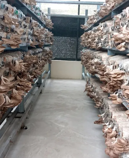 Lorong di dalam rumah cendawan, dengan rak di kiri dan kanan penuh cendawan tiram kelabu yang sedang tumbuh.