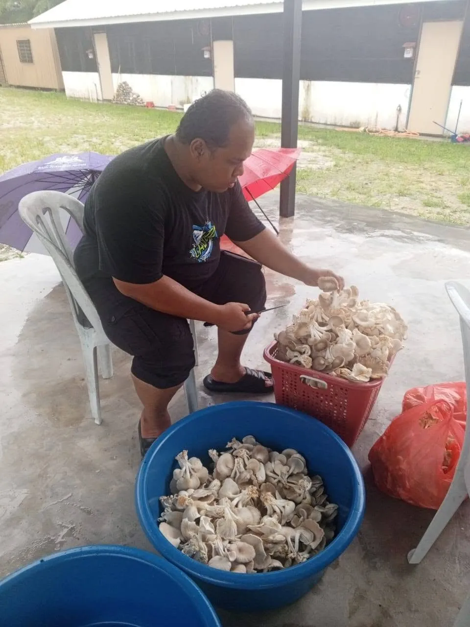 Seorang pekerja mengasingkan cendawan tiram yang baru dituai ke dalam besen.