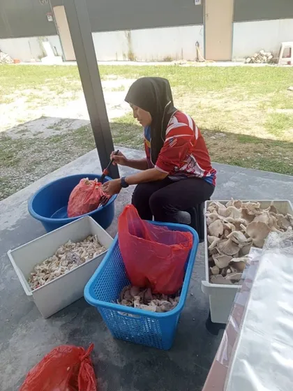 Pekerja membungkus cendawan tiram yang baru dituai.